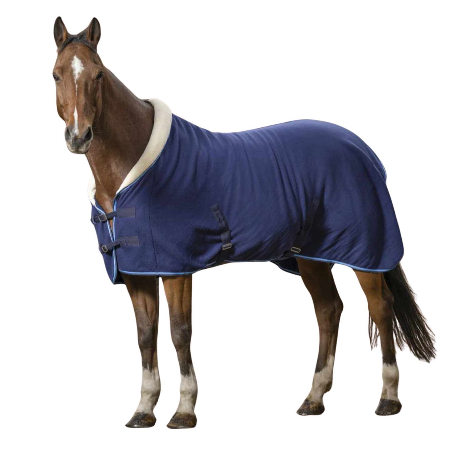 Braunes Pferd mit blauer Abschwitzdecke. Decke mit weißem Innenfutter und Schnallen.