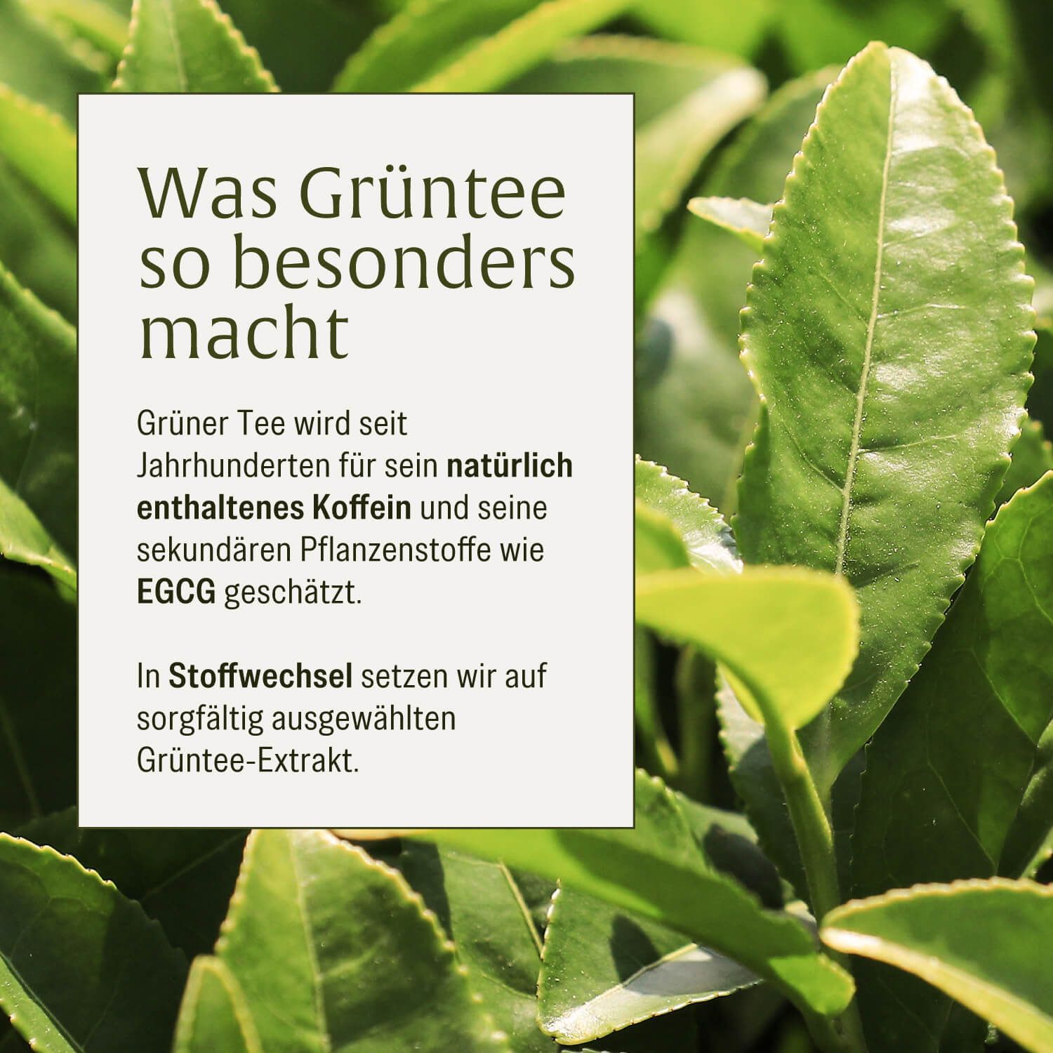 Nahaufnahme von grünen Teeblättern mit Text über die Vorteile von grünem Tee.