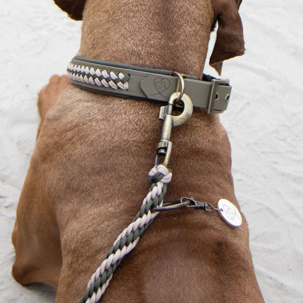 Hund mit grünem Halsband und Leine. Halsband mit geflochtenem Detail. Leine mit Karabinerhaken.