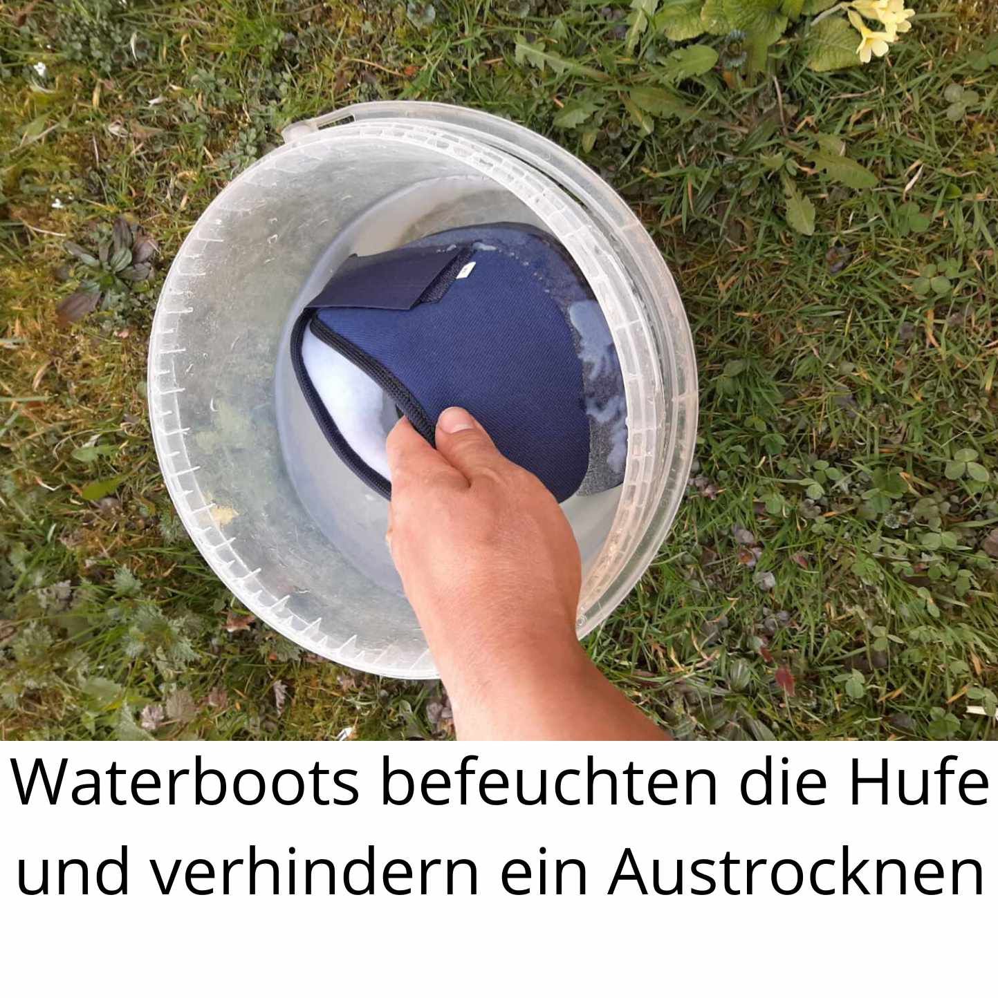 Hand taucht blaue Hufglocke in einen Eimer Wasser. Text: Waterboots befeuchten die Hufe.