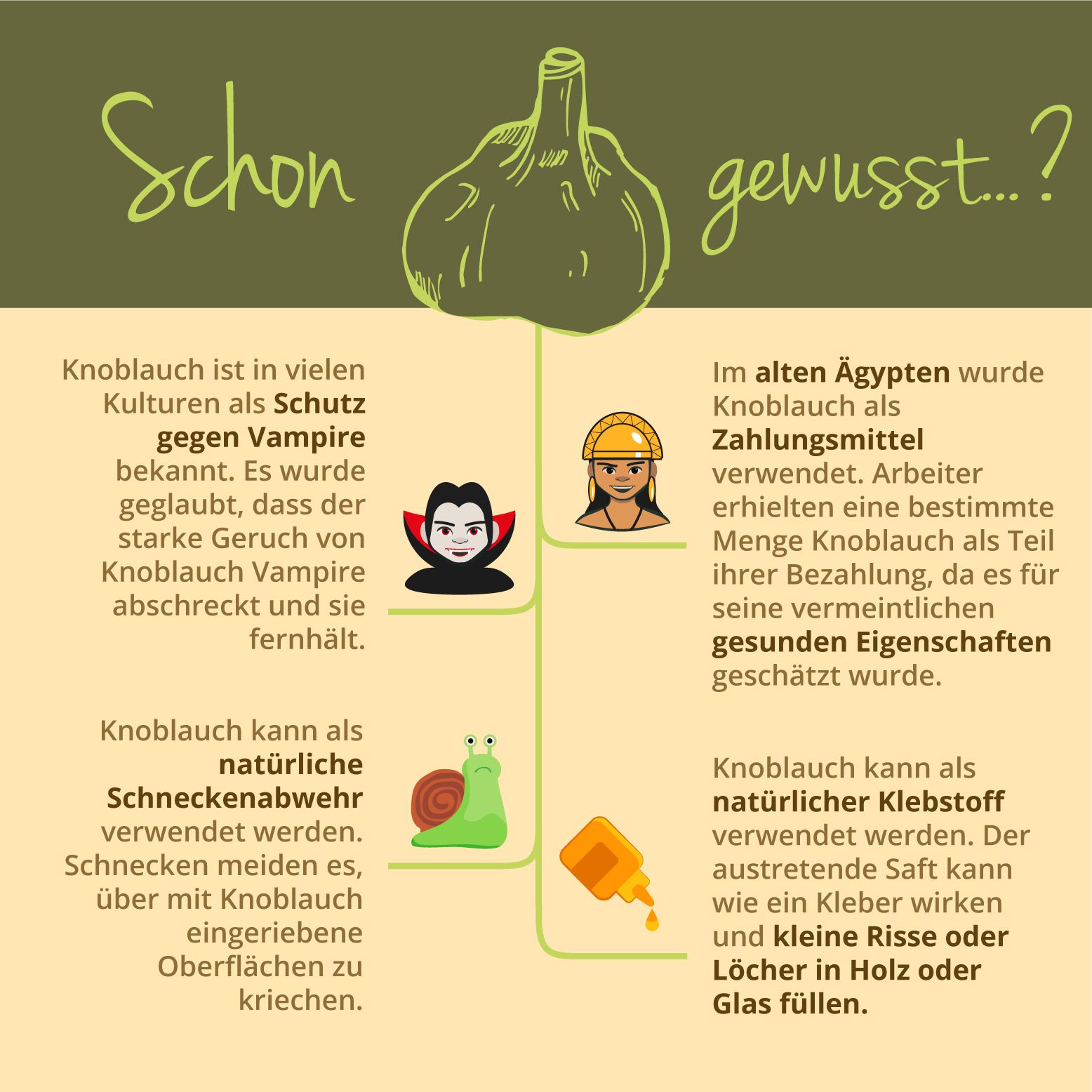 Infografik über Knoblauch. Illustrationen: Knoblauch, Vampir, Arbeiter, Schnecke, Klebstoff. Text über Knoblauch als Schutz, Zahlungsmittel, Schneckenabwehr.