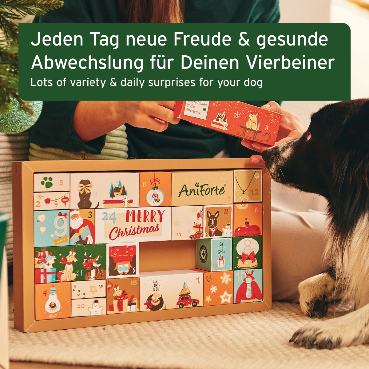 Adventskalender für Hunde, geöffnet. Person hält Kalender und Hund schaut. Aufdrucke mit weihnachtlichen Motiven und der Aufschrift "Merry Christmas".
