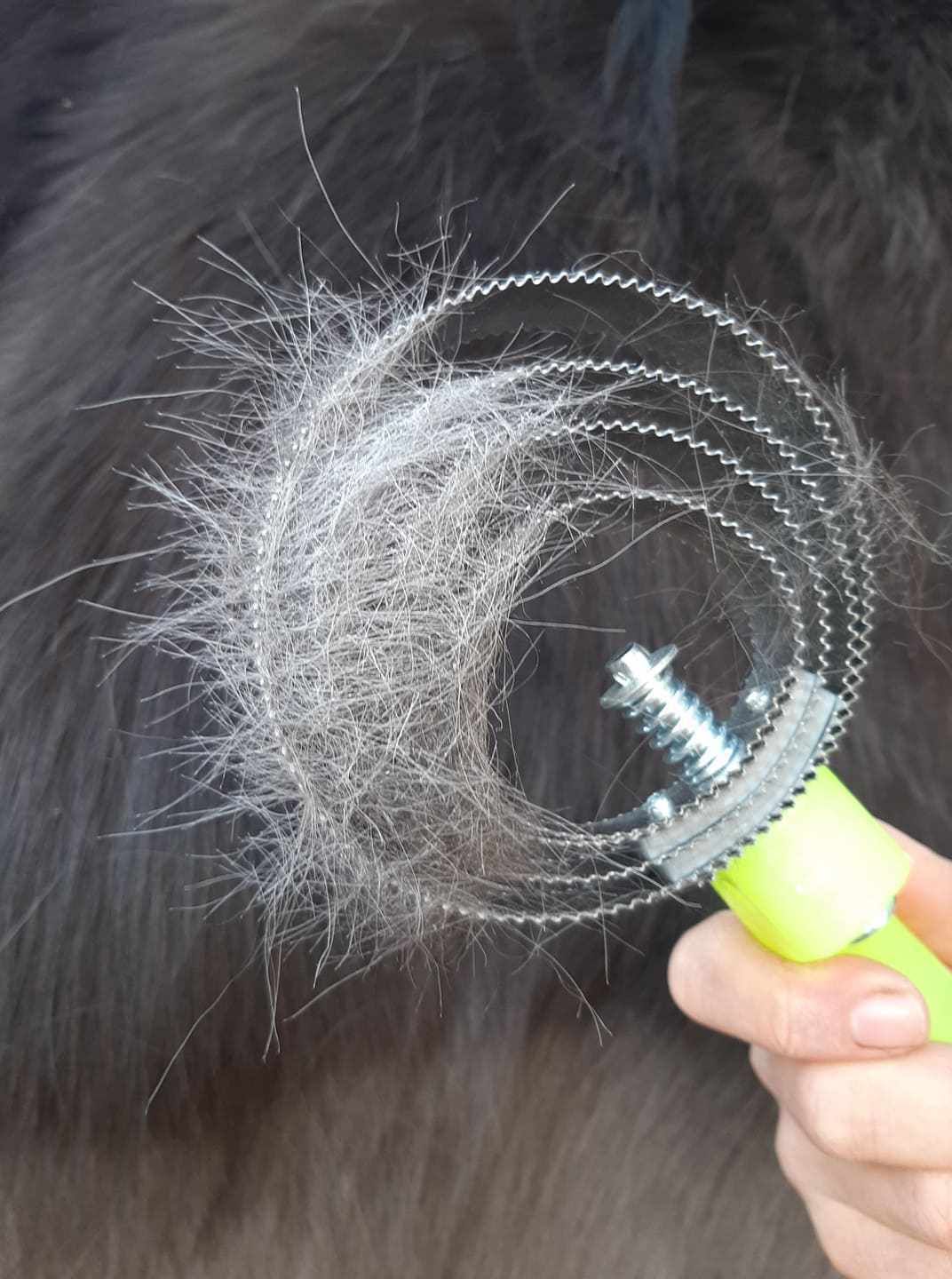 Federstriegel in Anwendung. Gelber Griff, Metallzähne entfernen Fell.