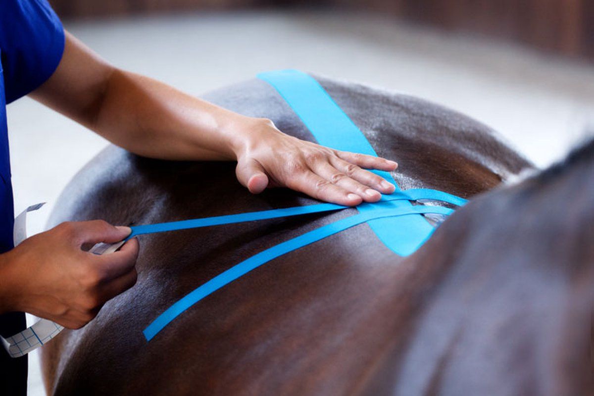 VetkinTape Schmal 2 Rollen, Kinesiotape für Pferde und Hunde