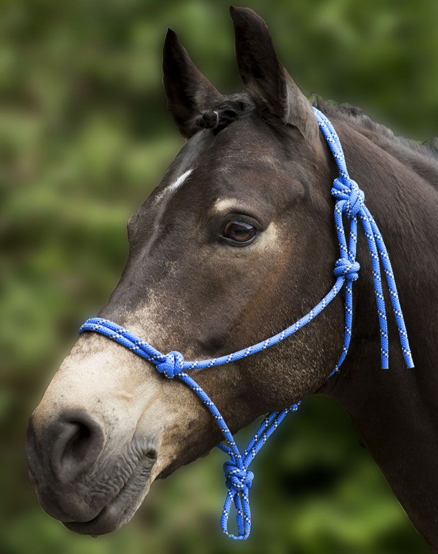 Dunkelbraunes Pferd mit blauem Knotenhalfter. Nahaufnahme des Kopfes.