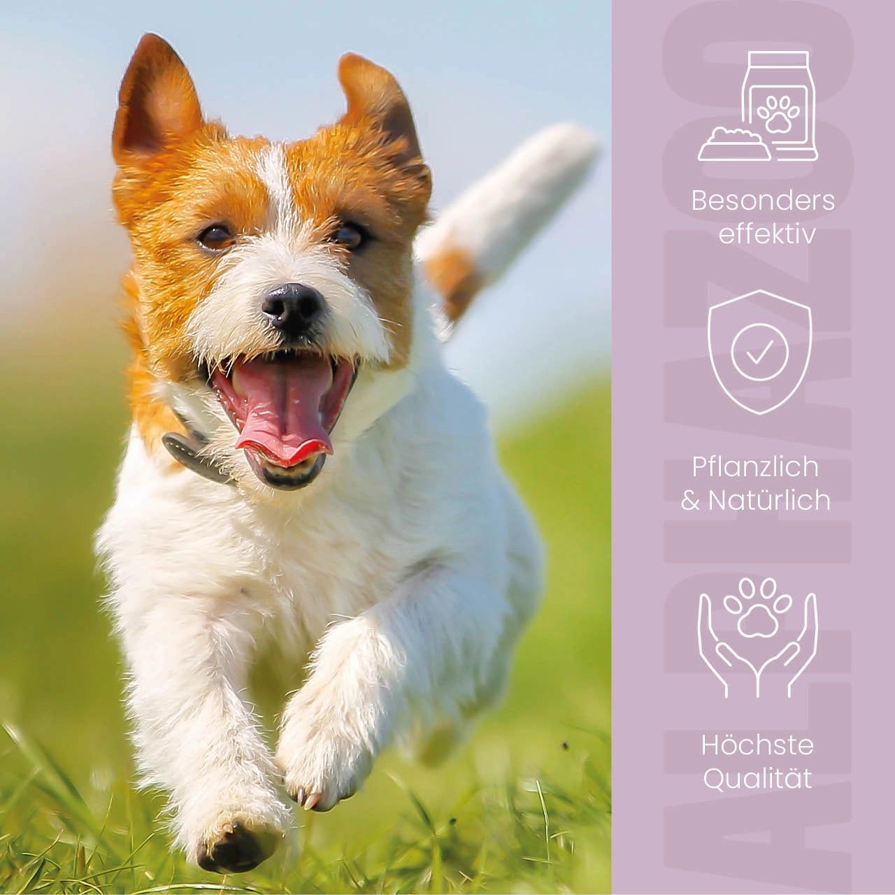 Hund rennt auf einer Wiese, Icons: effektiv, pflanzlich, höchste Qualität.