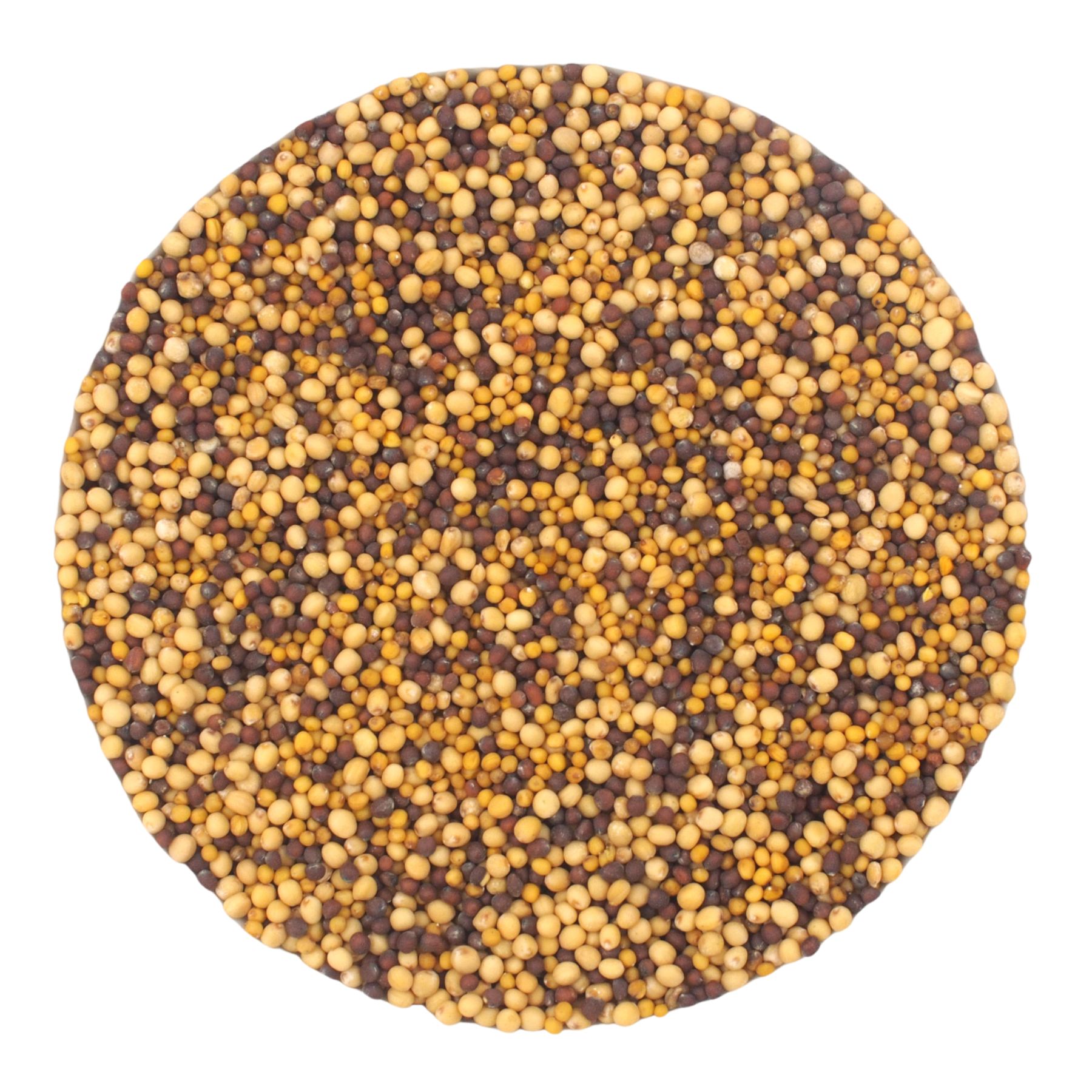 Runder Haufen Senfkörner, verschiedene Farben: gelb, braun und schwarz. Auf weißem Hintergrund.