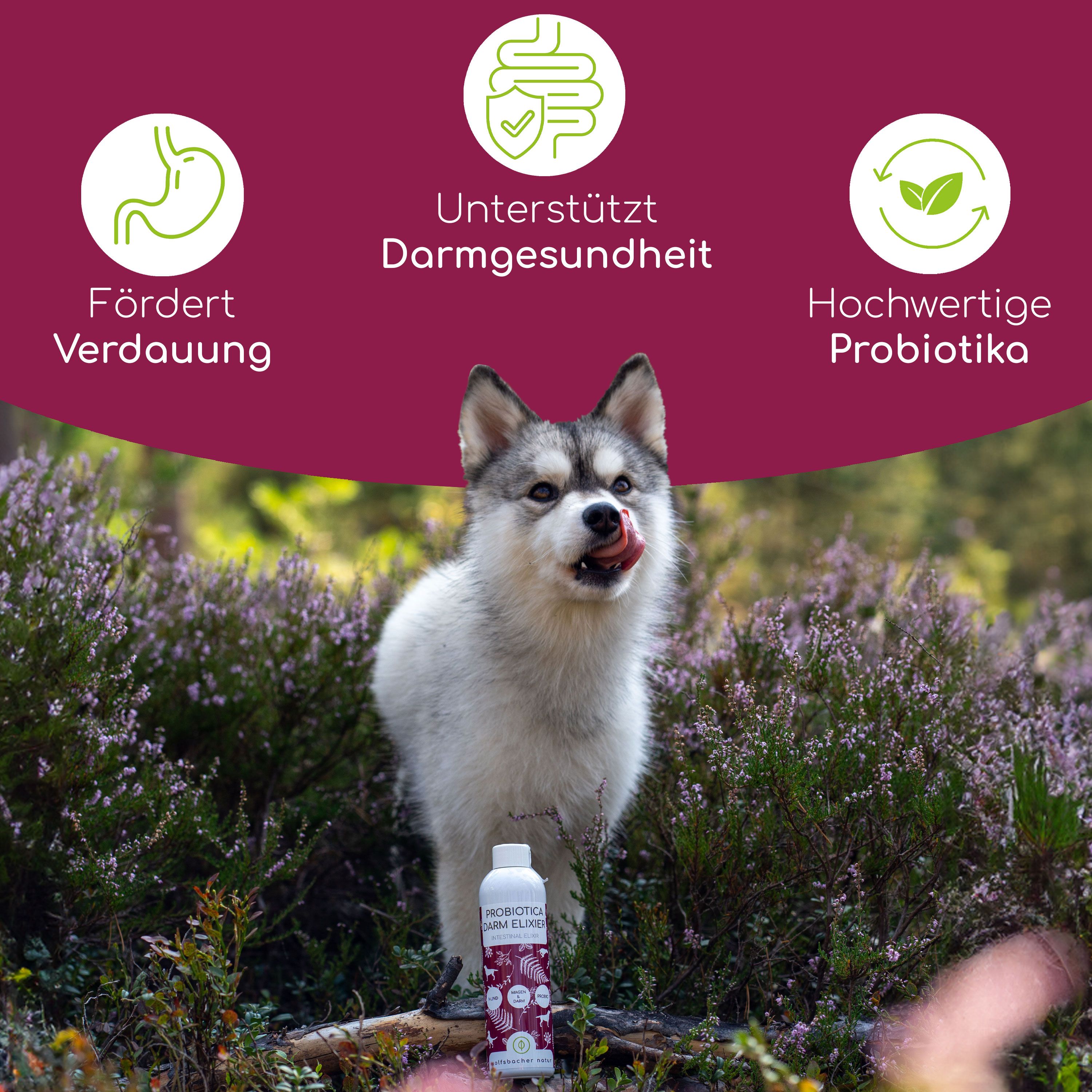 Hund leckt sich. Flasche mit Etikett: Probiotica Darm Elixier. Grafiken: Verdauung, Darmgesundheit, Probiotika. Hintergrund: Pflanzen.