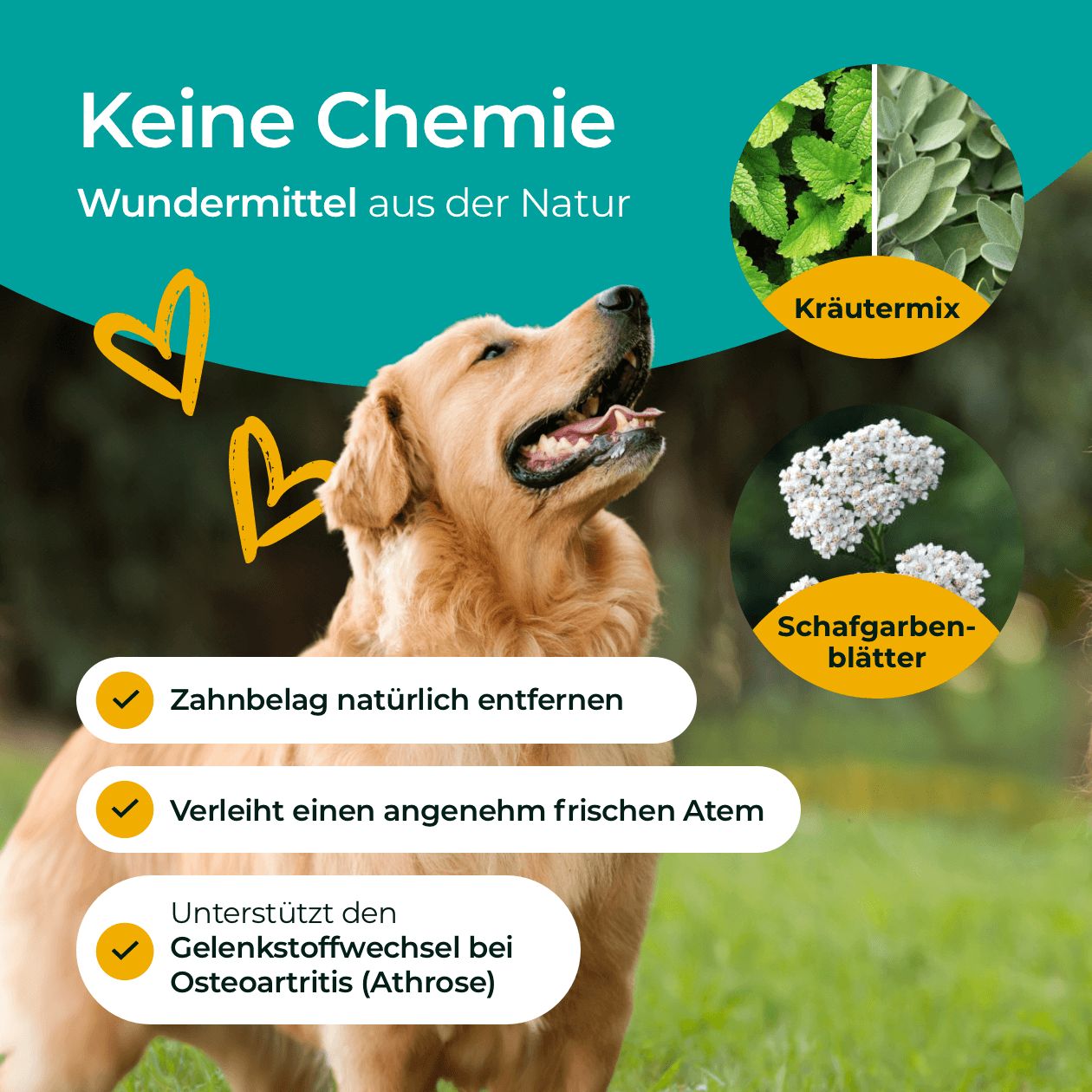 Goldener Retriever blickt nach oben. Text: Keine Chemie, Wundermittel aus der Natur. Kräutermix und Schafgarbenblätter. Vorteile: Entfernt Zahnbelag, frischer Atem.