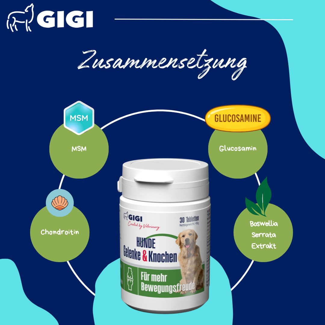 Eine weiße Dose mit "GIGI Hunde Gelenke & Knochen". Kreisförmige Grafiken zeigen Inhaltsstoffe: MSM, Glucosamin, Chondroitin, Boswellia.