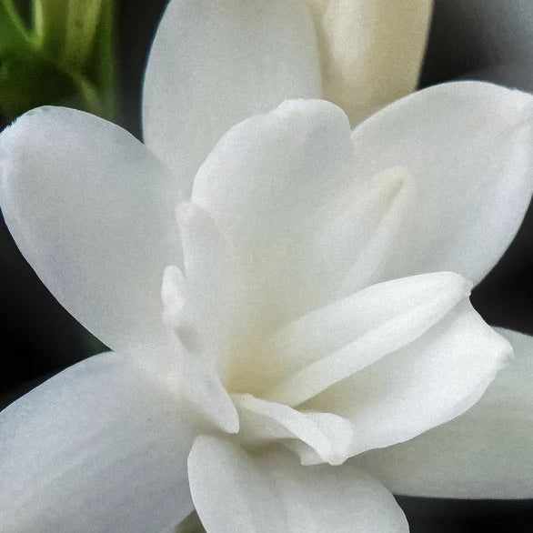 Nahaufnahme einer weißen Blüte mit zarten Blütenblättern.