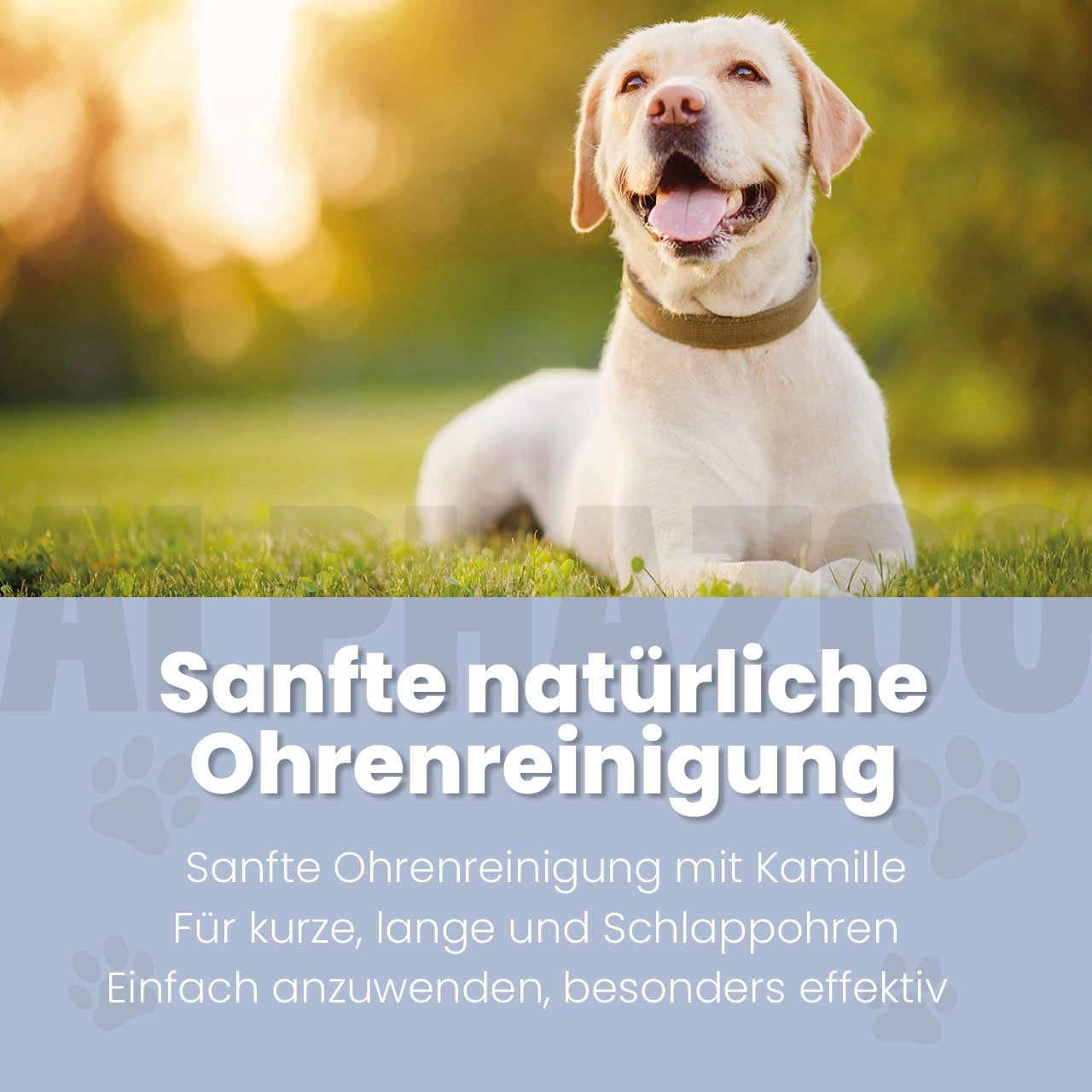 Ein Labrador-Retriever liegt auf einer Wiese. Text: Sanfte natürliche Ohrenreinigung. Sanfte Ohrenreinigung mit Kamille.