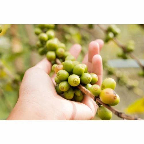 Grüner Kaffee Kapseln von VitaminFuchs
