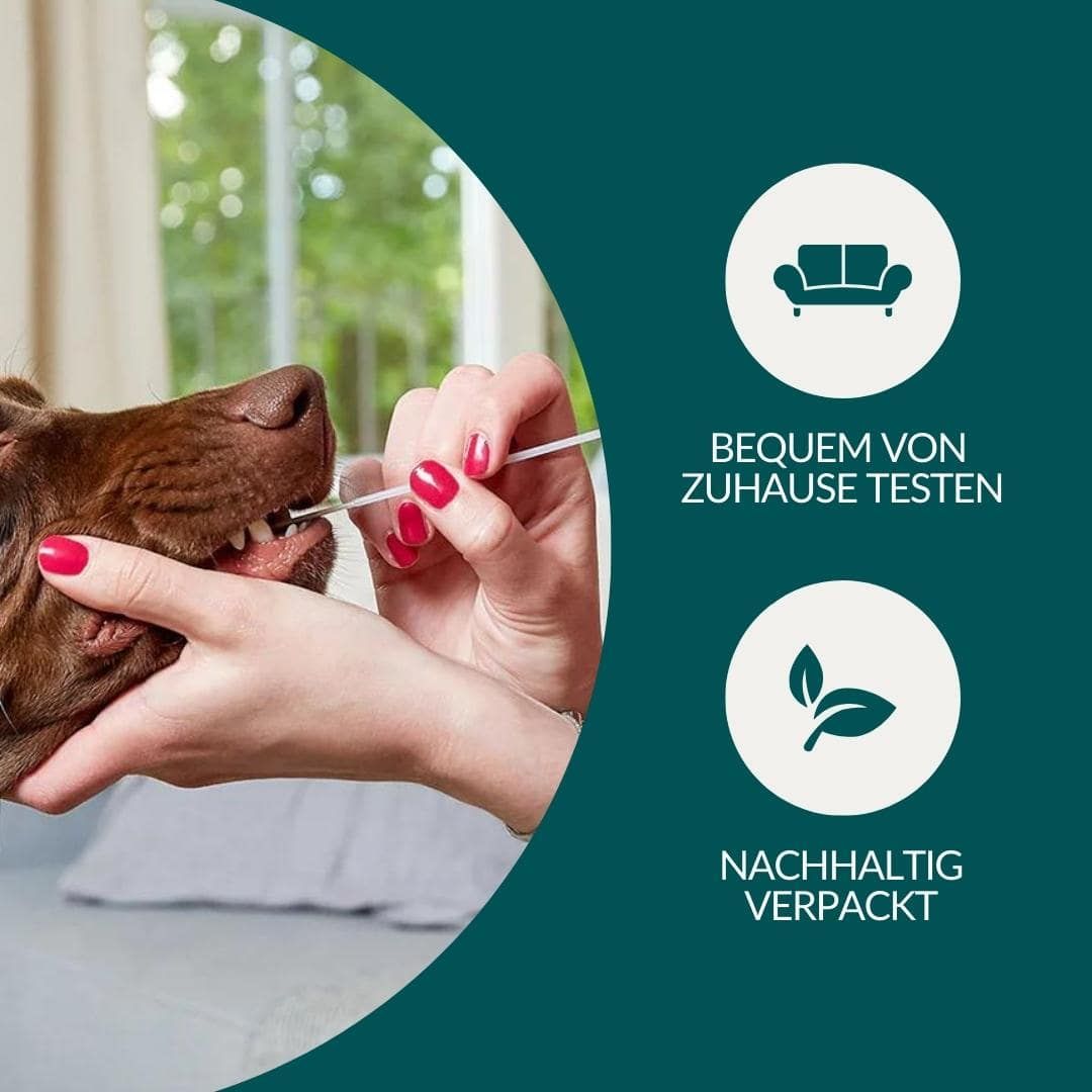 Hund wird mit Wattestäbchen Probe entnommen. Bequem von zu Hause testen, nachhaltig verpackt.