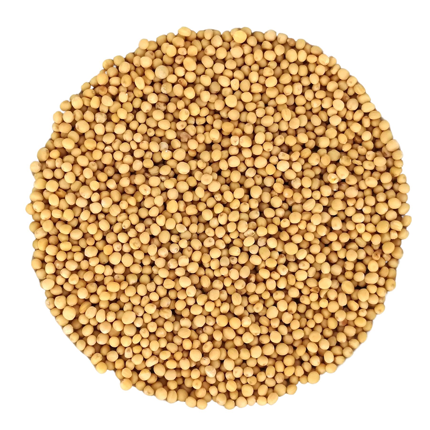 Haufen gelber Senfkörner auf weißem Hintergrund. Runde Form.