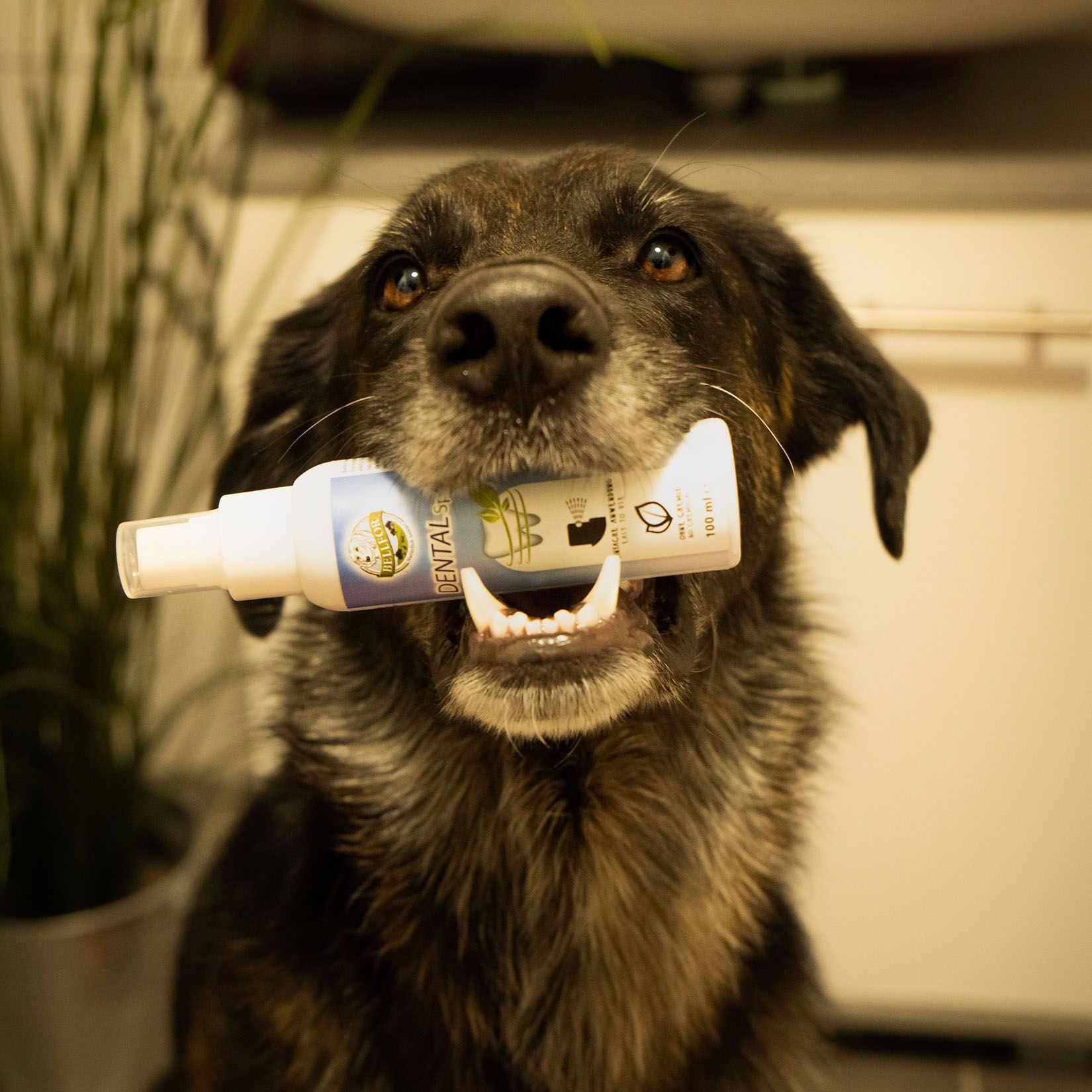 Hund hält Bellfor Dental Spray im Maul. Weiße Flasche mit blauem Etikett. Produktname und Logo sichtbar.