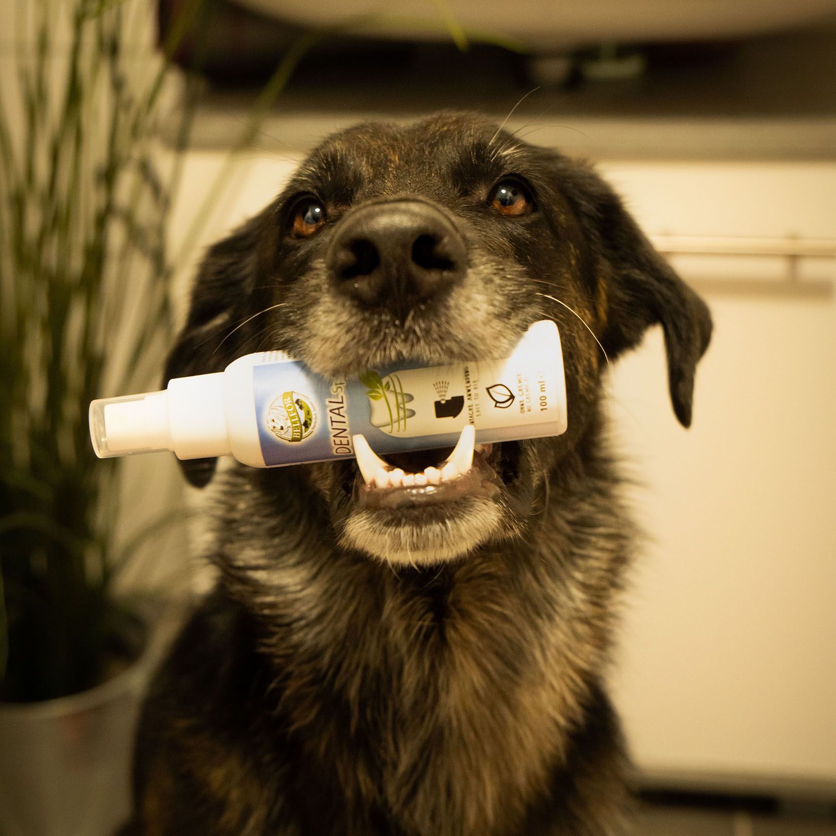 Bellfor Zahnpflegeprodukte für Hunde - Dental Spray