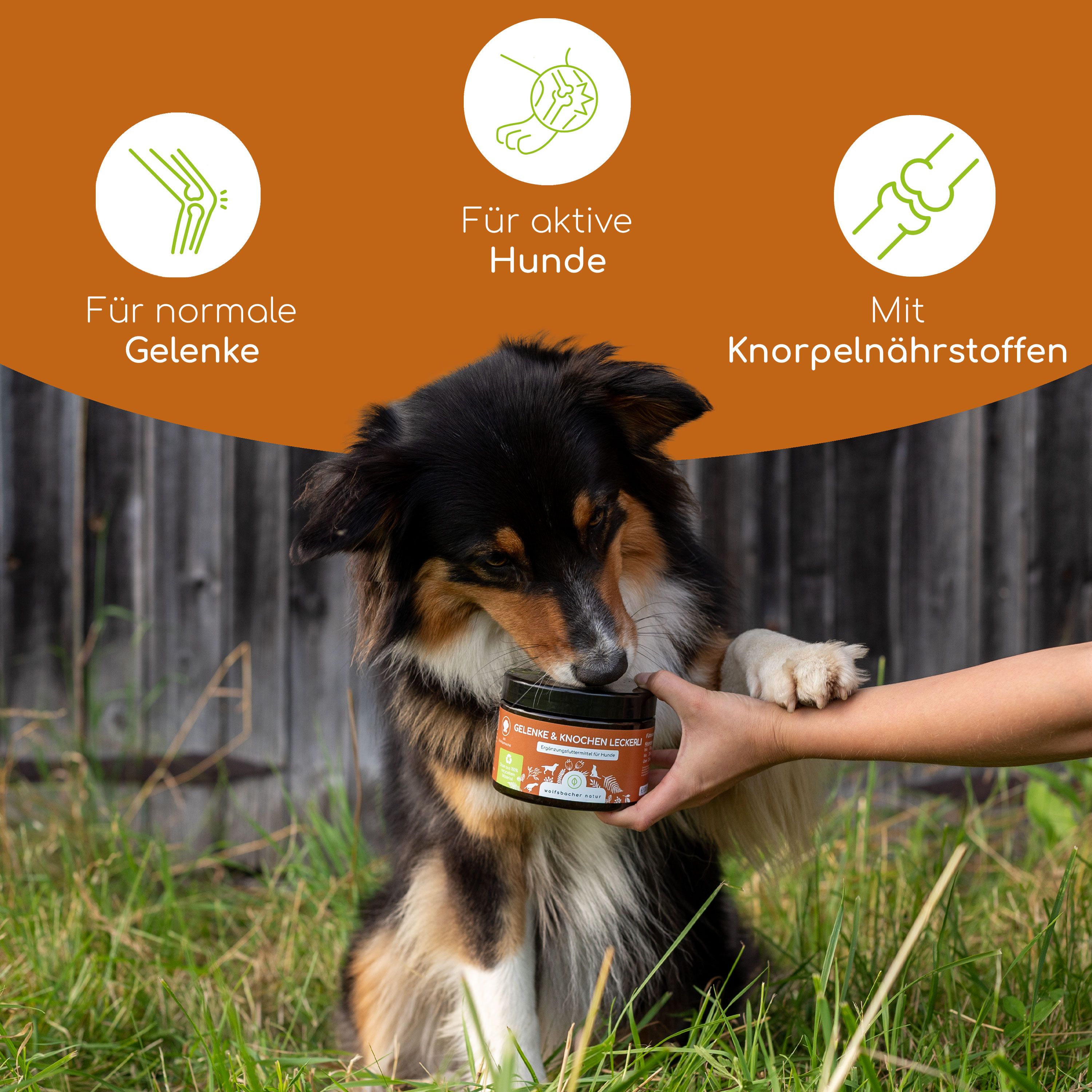 Hund frisst Leckerli aus Dose. Dose mit Aufschrift "Gelenke & Knochen Leckerli". Text: Für normale Gelenke, für aktive Hunde, mit Knorpelnährstoffen.