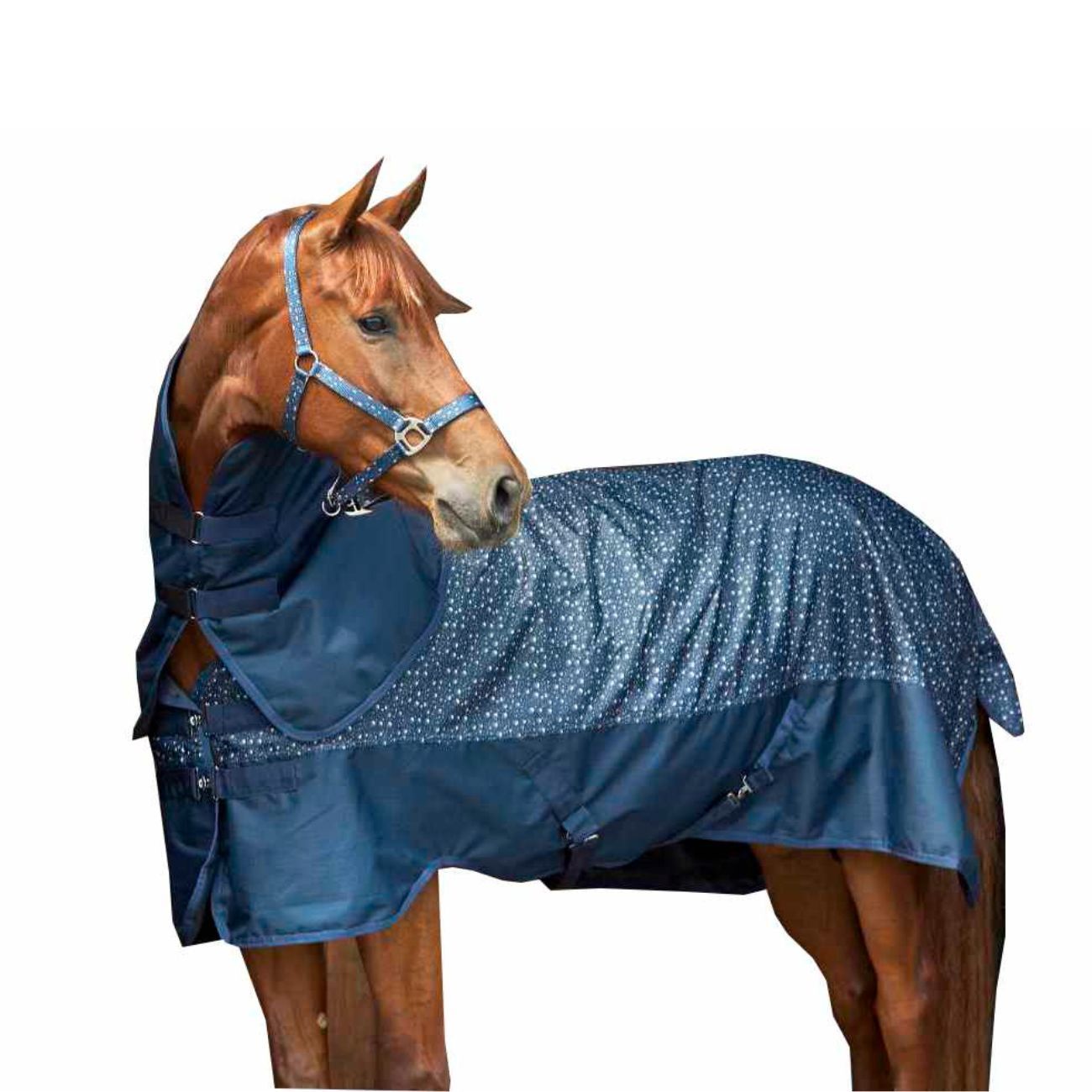 Pferdedecke, blau mit weißen Punkten, am Pferd. Mit Halsteil und Schnallen. Detailansicht.