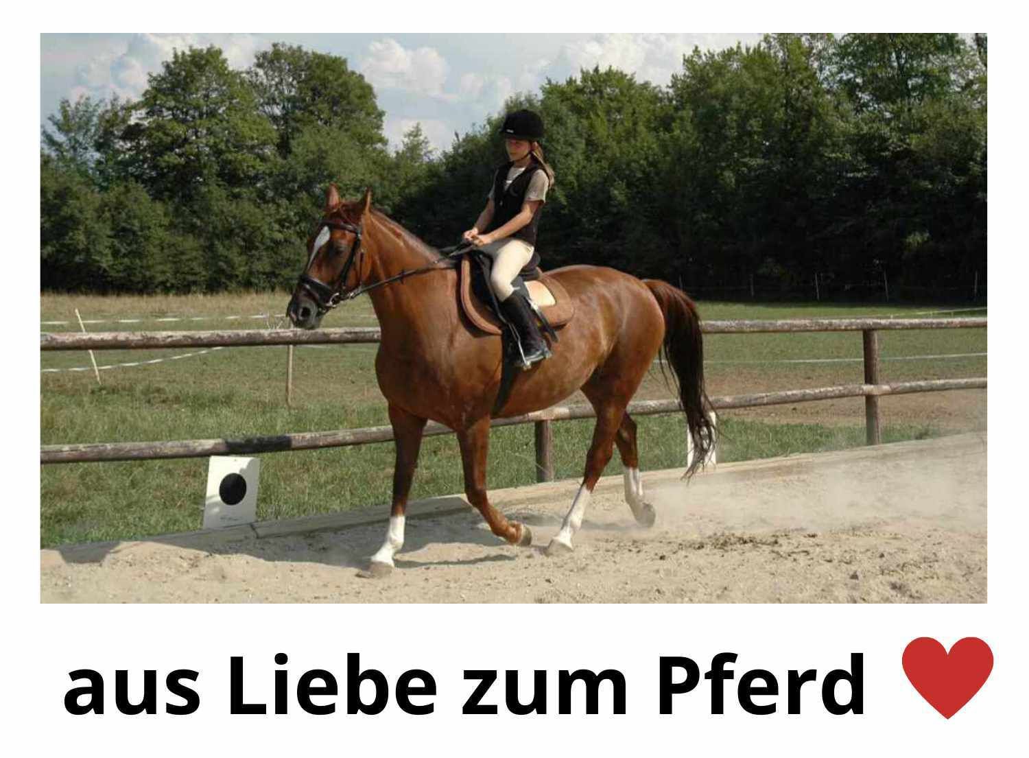 Waldhausen Steigbügelschoner