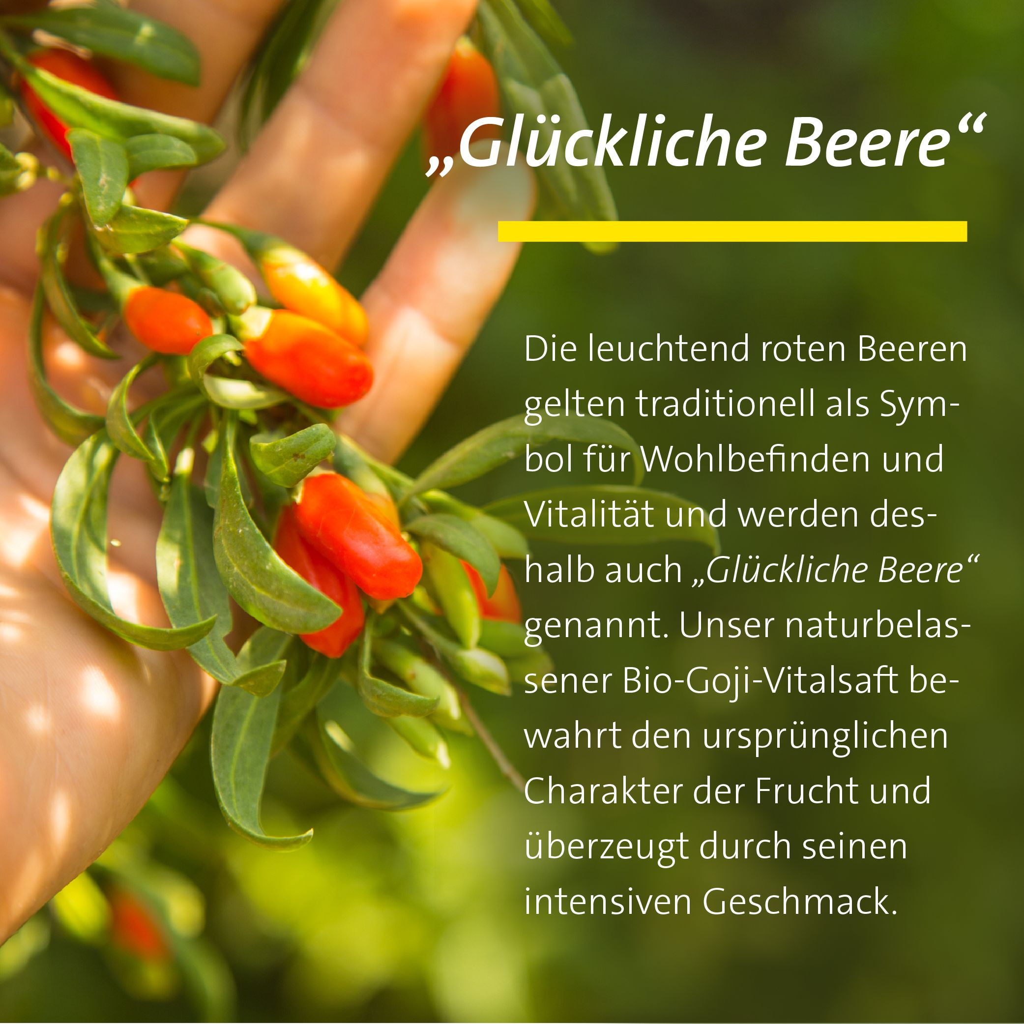 Goji-Beeren, auch "Glückliche Beere" genannt, in einer Hand gehalten. Bio-Goji-Vitalsaft.