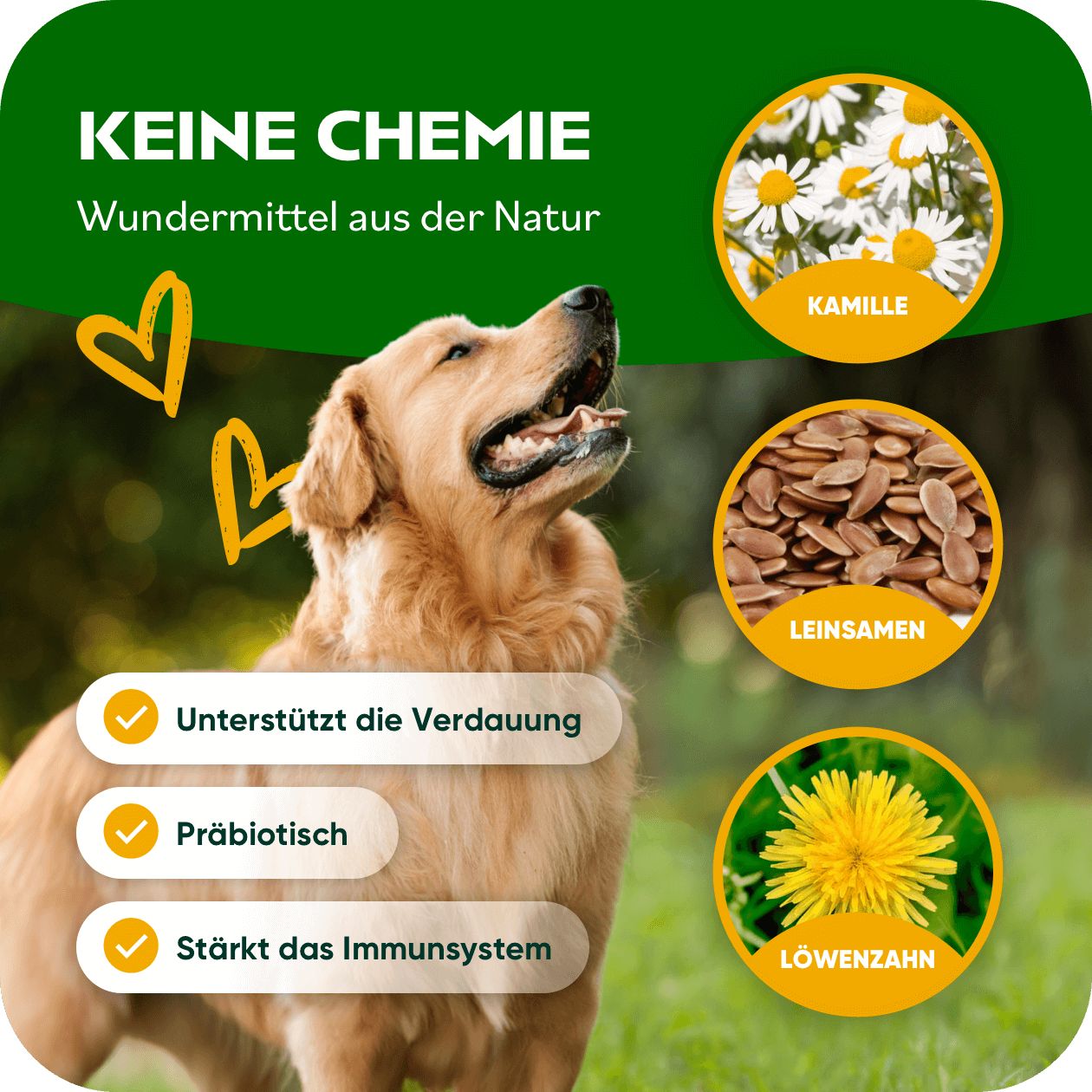 Goldener Retriever, Kamille, Leinsamen, Löwenzahn. Text: Keine Chemie. Unterstützt die Verdauung, Präbiotisch, Stärkt das Immunsystem.