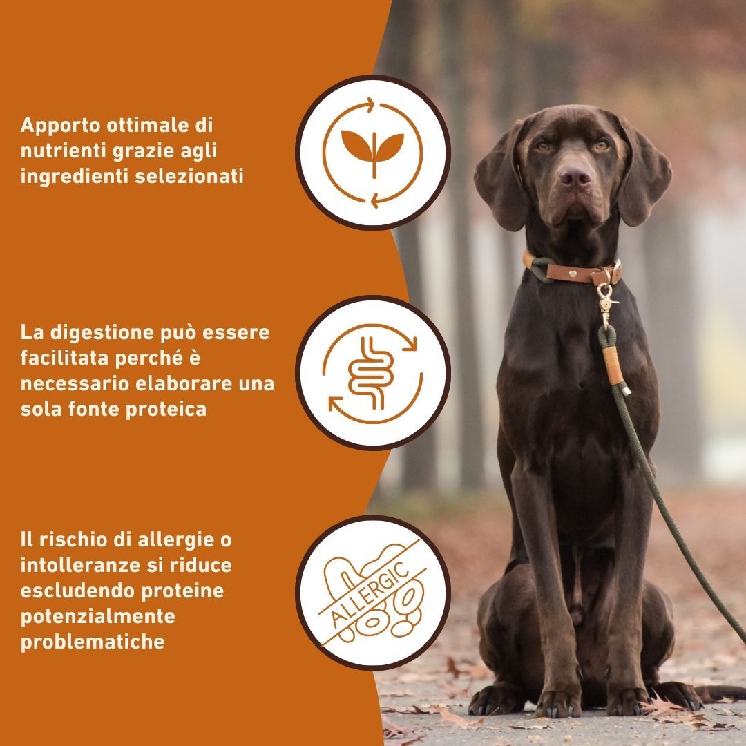 Grafik mit Informationen über die Vorteile des Hundefutters. Ein Hund sitzt im Hintergrund.