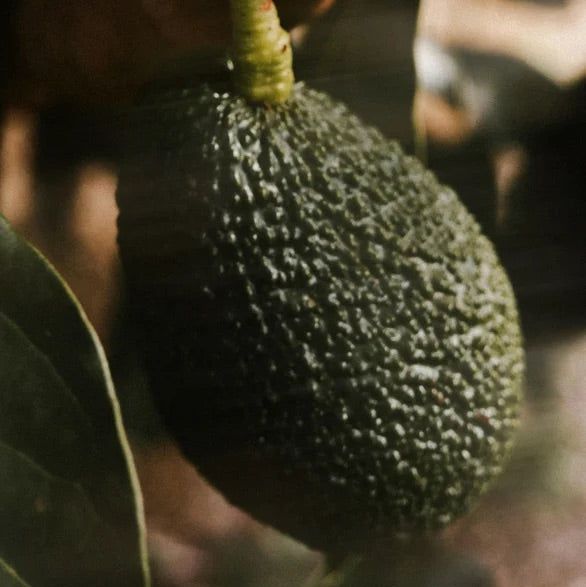 Eine dunkle, raue Avocado hängt an einem Ast mit Blättern.