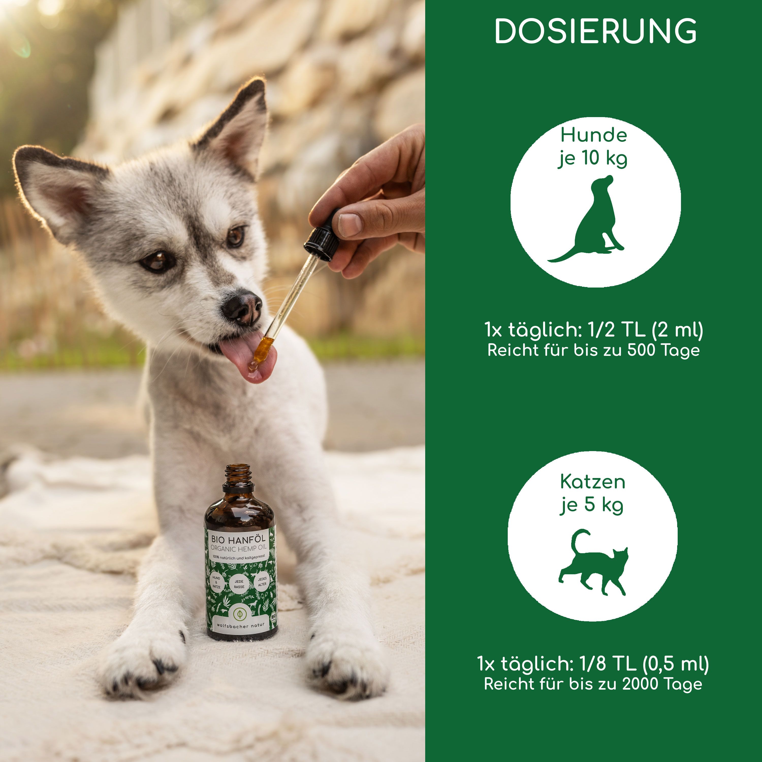 Hand mit Pipette tropft Öl in Hundemaul. Dosierung: Hunde 10 kg, Katzen 5 kg. Flasche "BIO Hanföl".