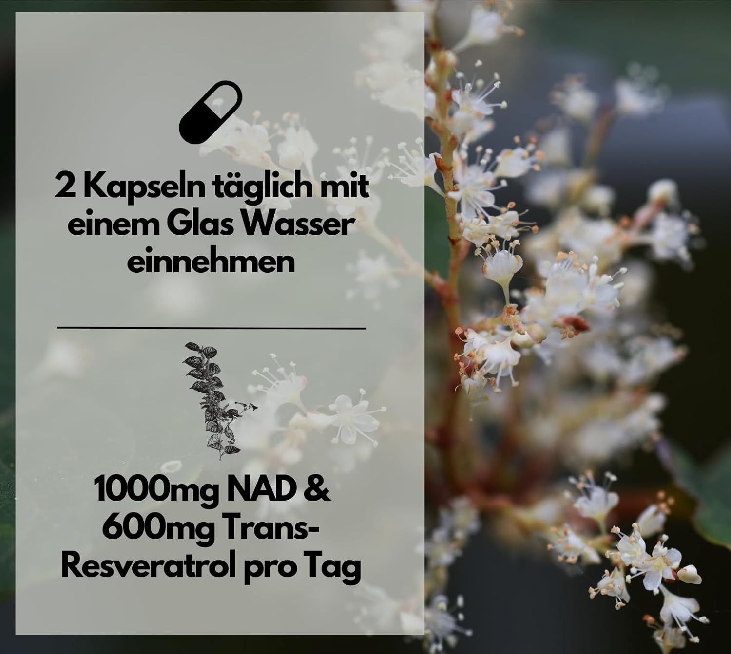 Grafik mit Text: 2 Kapseln täglich mit Wasser einnehmen. 1000mg NAD & 600mg Trans-Resveratrol pro Tag. Abbildung einer Pflanze.