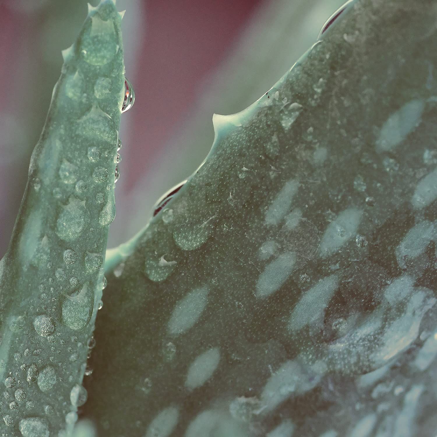 Nahaufnahme von Aloe Vera Blatt mit Wassertropfen.