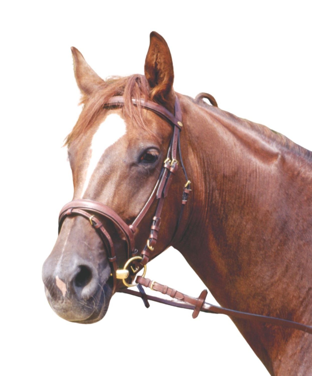 Brauner Trensenzaum am Pferdekopf. Leder, Metallbeschläge. Detailansicht.