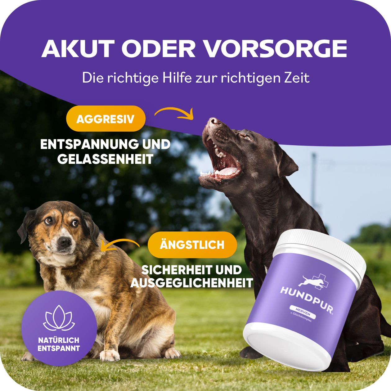 Produktglas mit lila Etikett, Hund. Text: Akut oder Vorsorge. Hunde. Natürliche Entspannt. Aggressiv, Ängstlich.