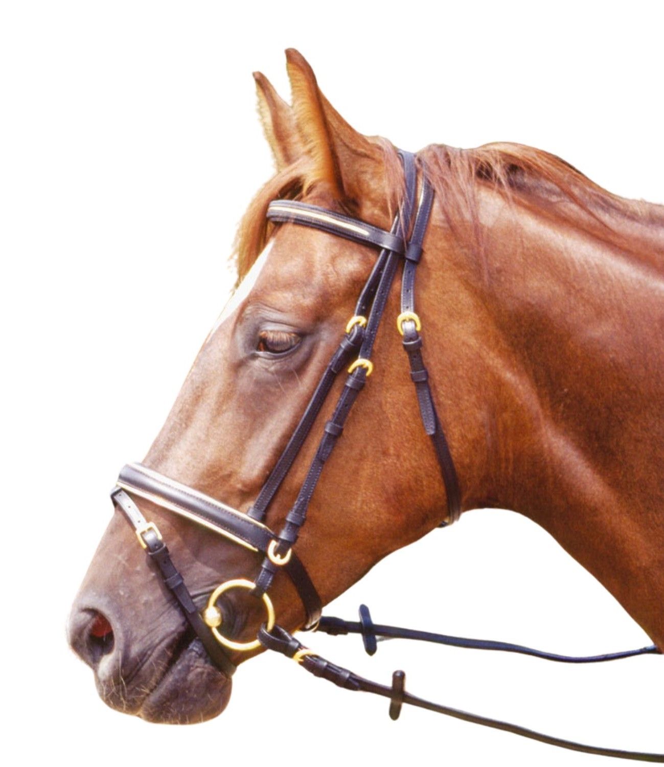 Trensenzaum am Pferdekopf. Schwarzes Leder, goldfarbene Schnallen und Ringe.