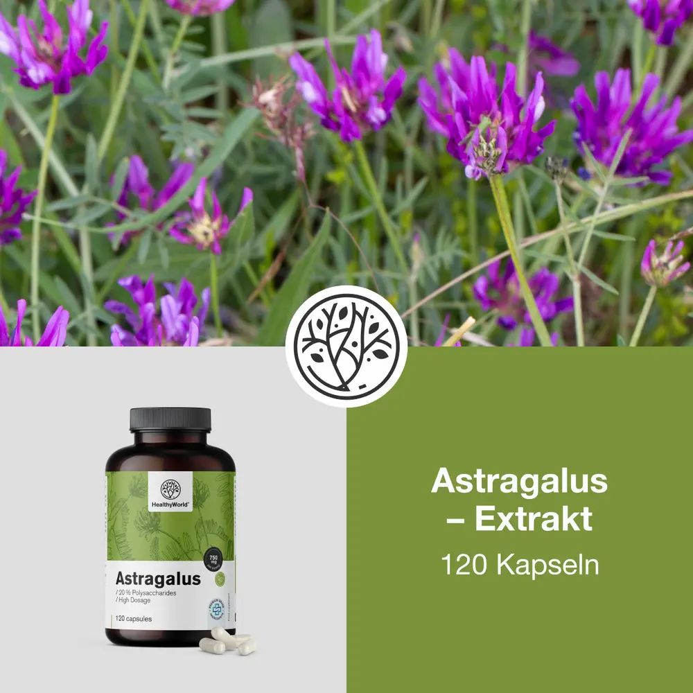 Flasche mit Astragalus-Extrakt, 120 Kapseln, neben einer Frau im Freien.
