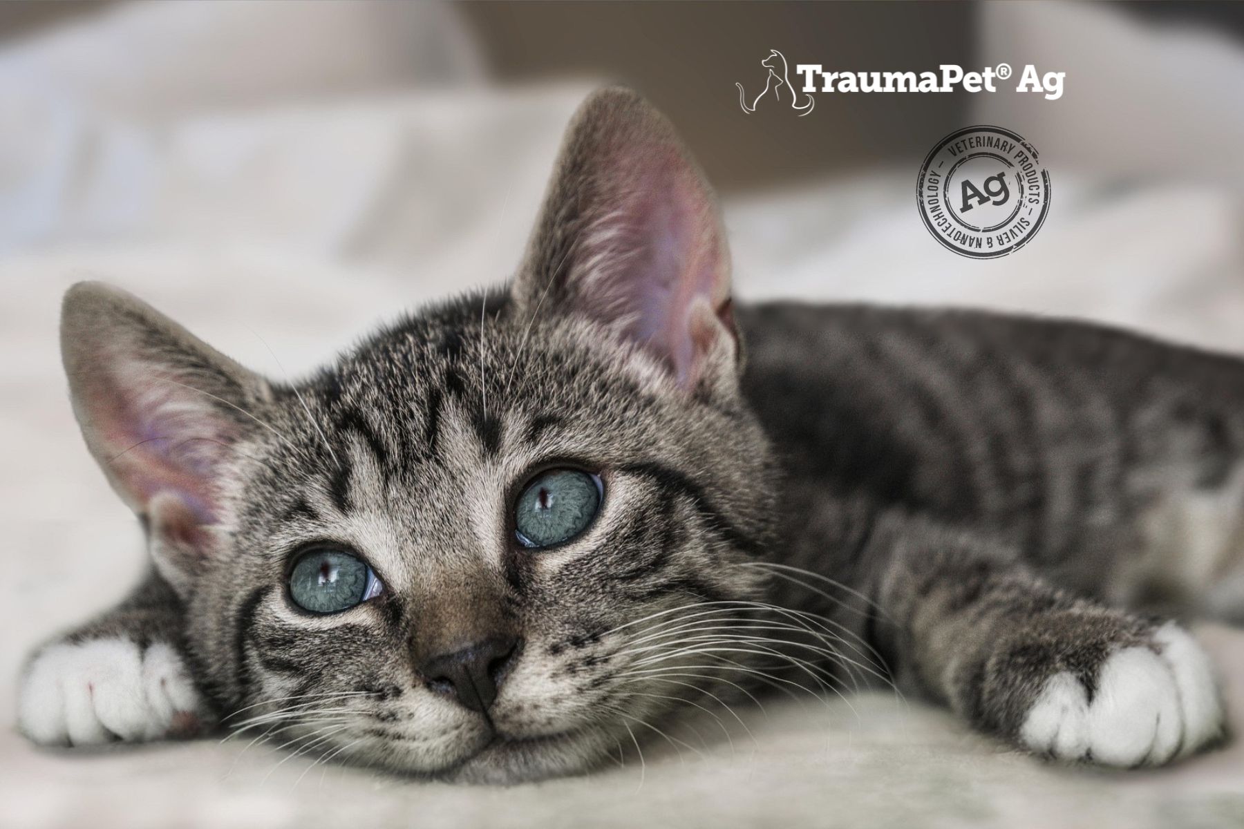 Katze mit blauen Augen. Logo: TraumaPet Ag.