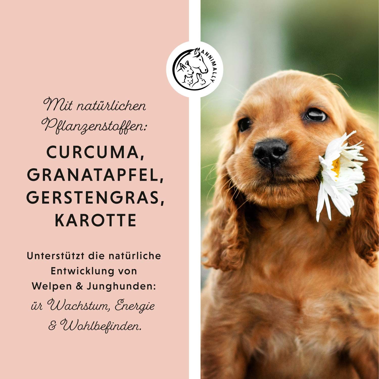 Ein Welpe mit einer Blume im Maul. Text: Mit natürlichen Pflanzenstoffen: Curcuma, Granatapfel, Gerstengras, Karotte. Unterstützt die Entwicklung.