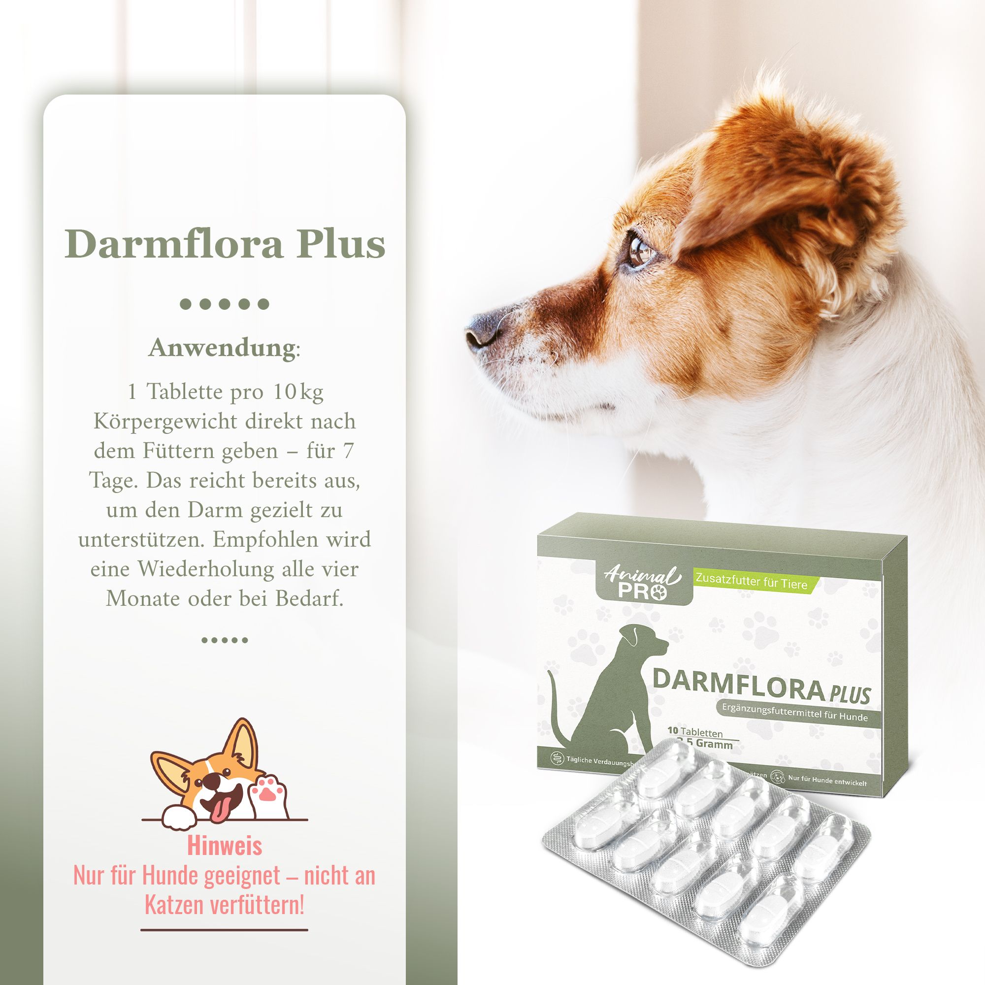 Packung Darmflora PLUS mit Tabletten und Blister. Text: Animal Pro, Darmflora PLUS, Zusatzfutter für Tiere. Hund neben Produkt.