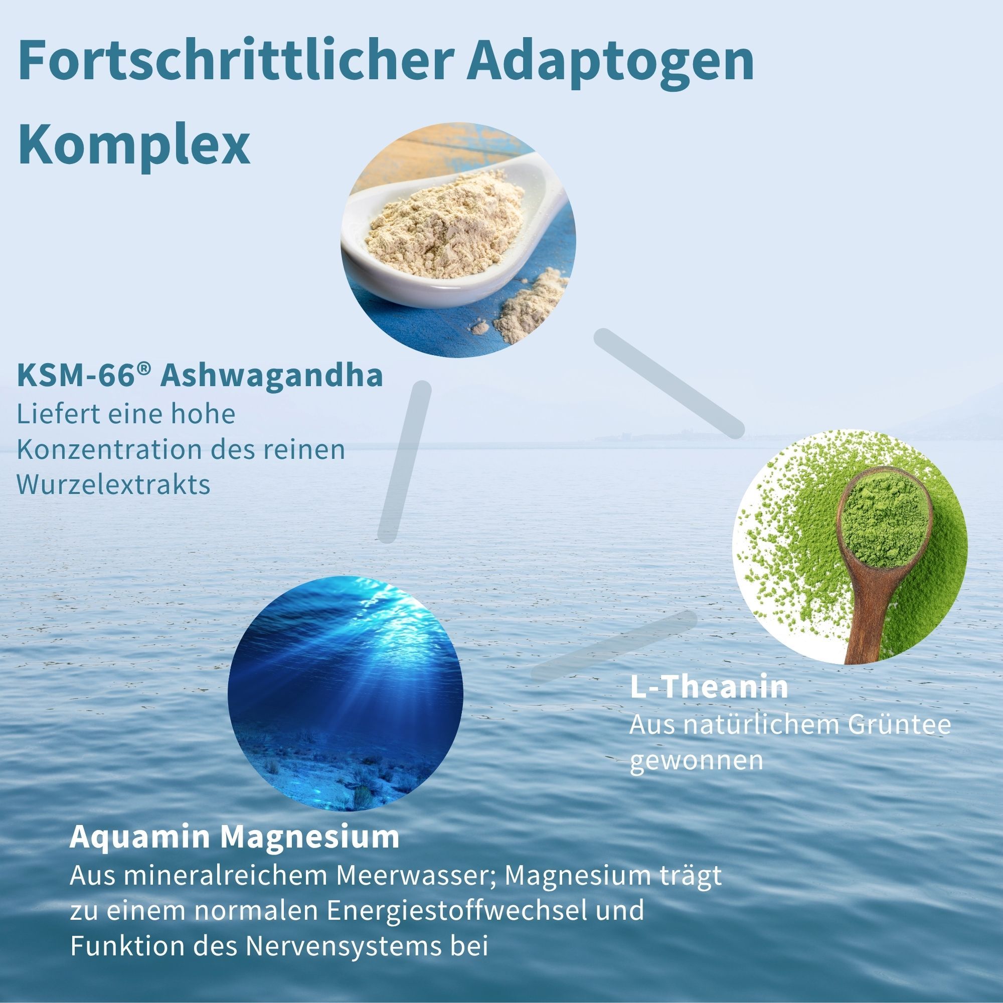 Grafik mit KSM-66 Ashwagandha, L-Theanin aus grünem Tee und Aquamin Magnesium.