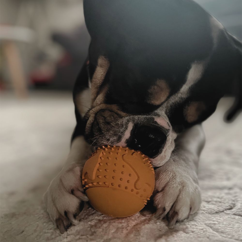 Hund mit orangefarbenem Snackball im Maul. Der Ball hat Noppen und einen Kreuzschlitz.