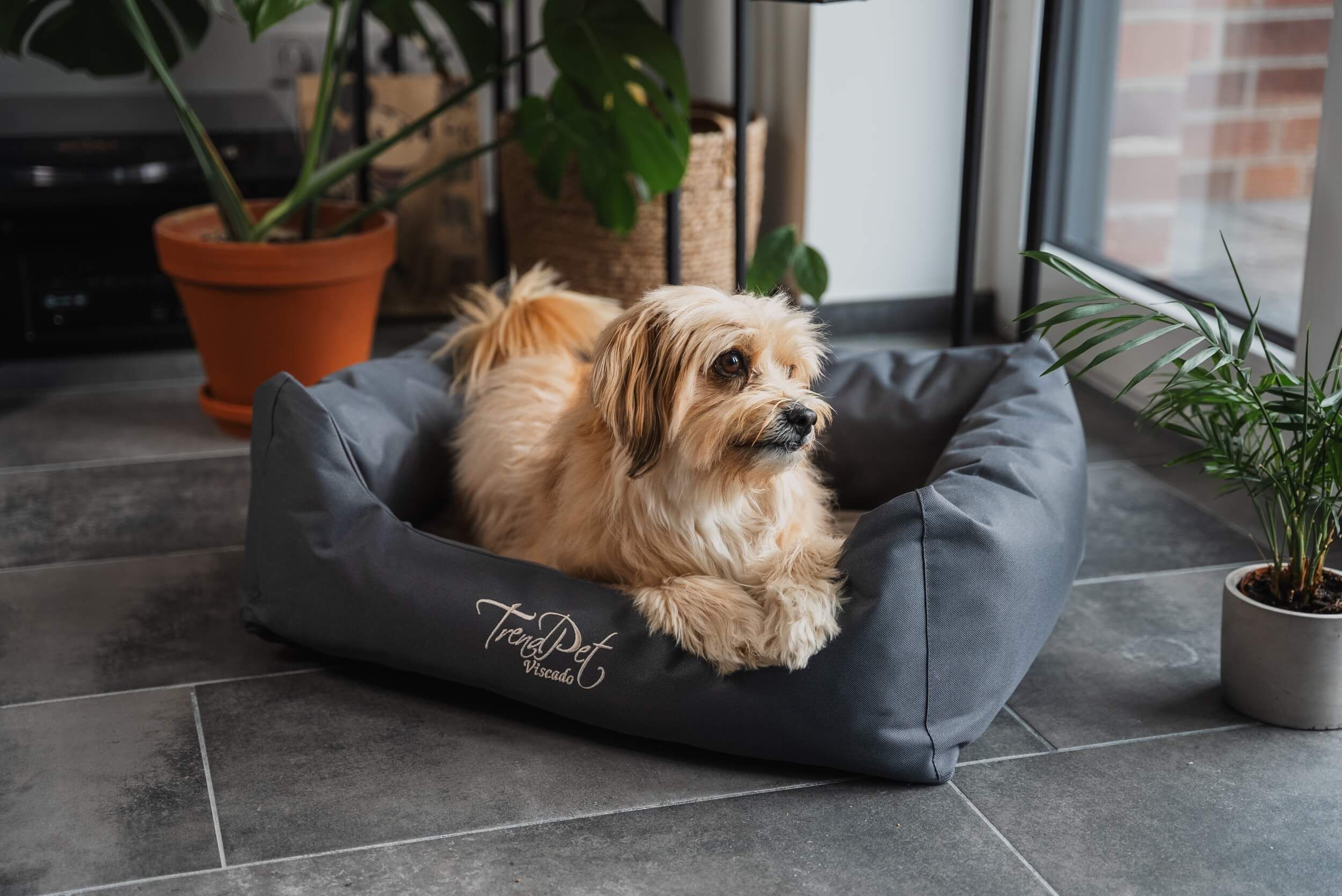 Kleiner Hund im grauen TrendPet Viscado Hundebett. Logo sichtbar. Das Bett steht auf dem Boden.
