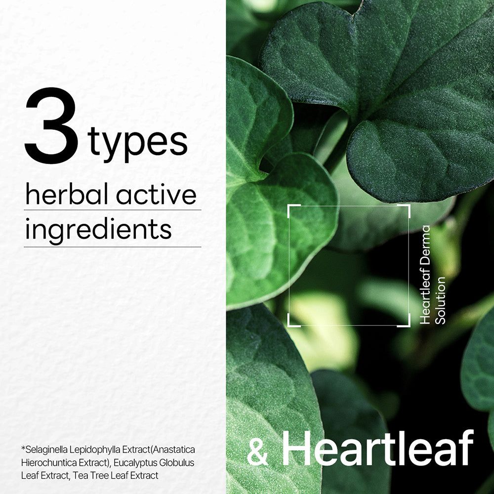 Text mit der Aufschrift "3 types herbal active ingredients" und Blättern. Der Text ist auf weißem Hintergrund.