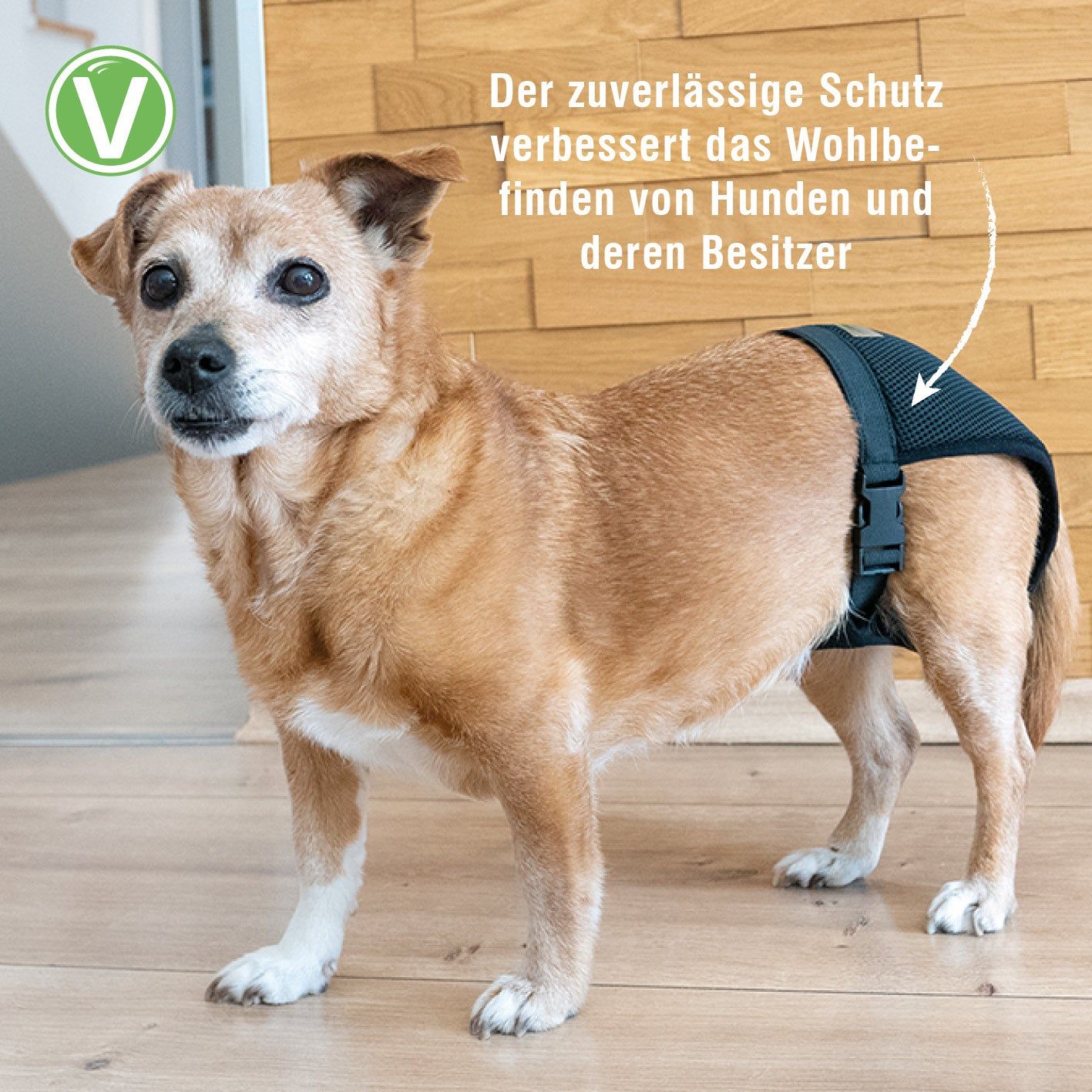 Hündin trägt schwarzes Läufigkeitshöschen. Produktmerkmal: verbessert das Wohlbefinden von Hund und Besitzer.