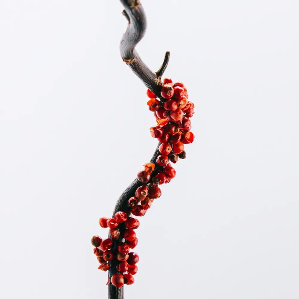 Zweig mit roten Beeren. Die Beeren sind dicht an dem Zweig angeordnet.