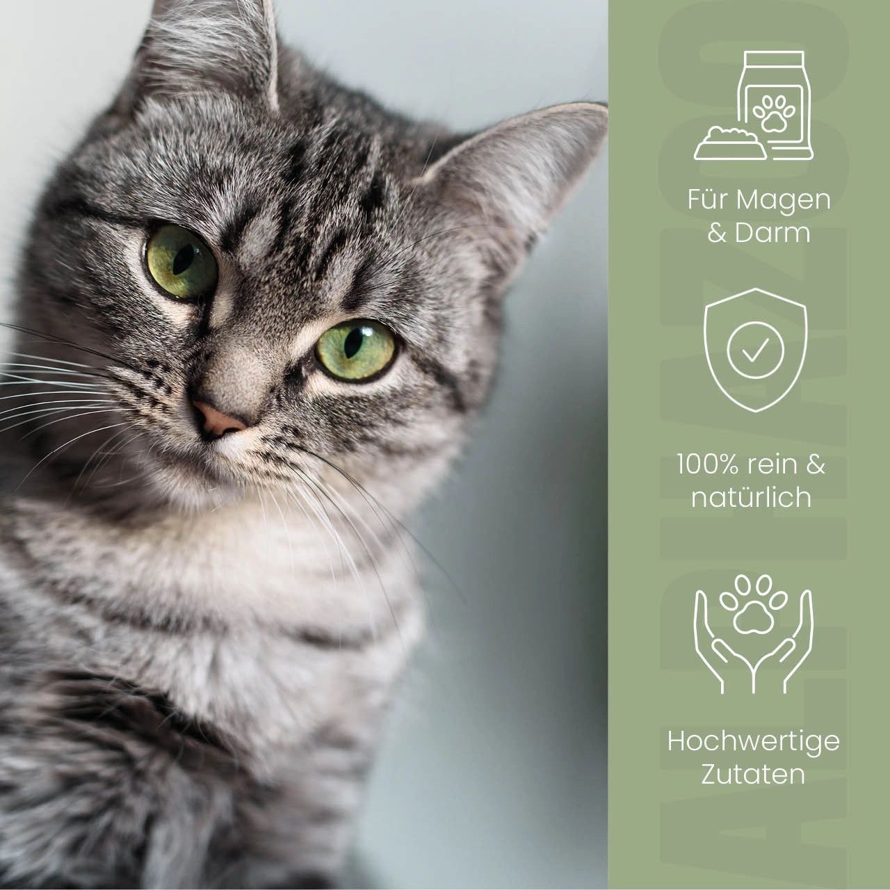 Katzenkopf mit grünem Hintergrund. Text: Für Magen & Darm, 100% rein & natürlich, Hochwertige Zutaten. alphazoo Logo.
