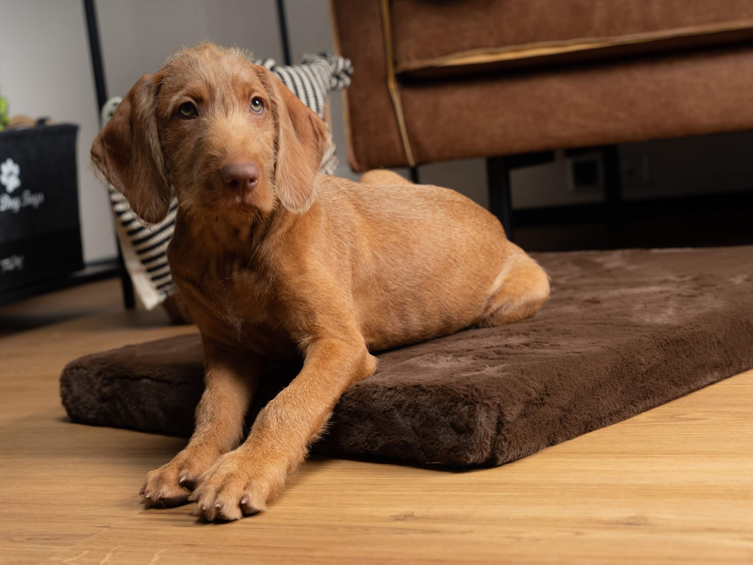 Ein Hund liegt auf einer braunen, rechteckigen Matratze. Der Hund schaut in die Kamera.