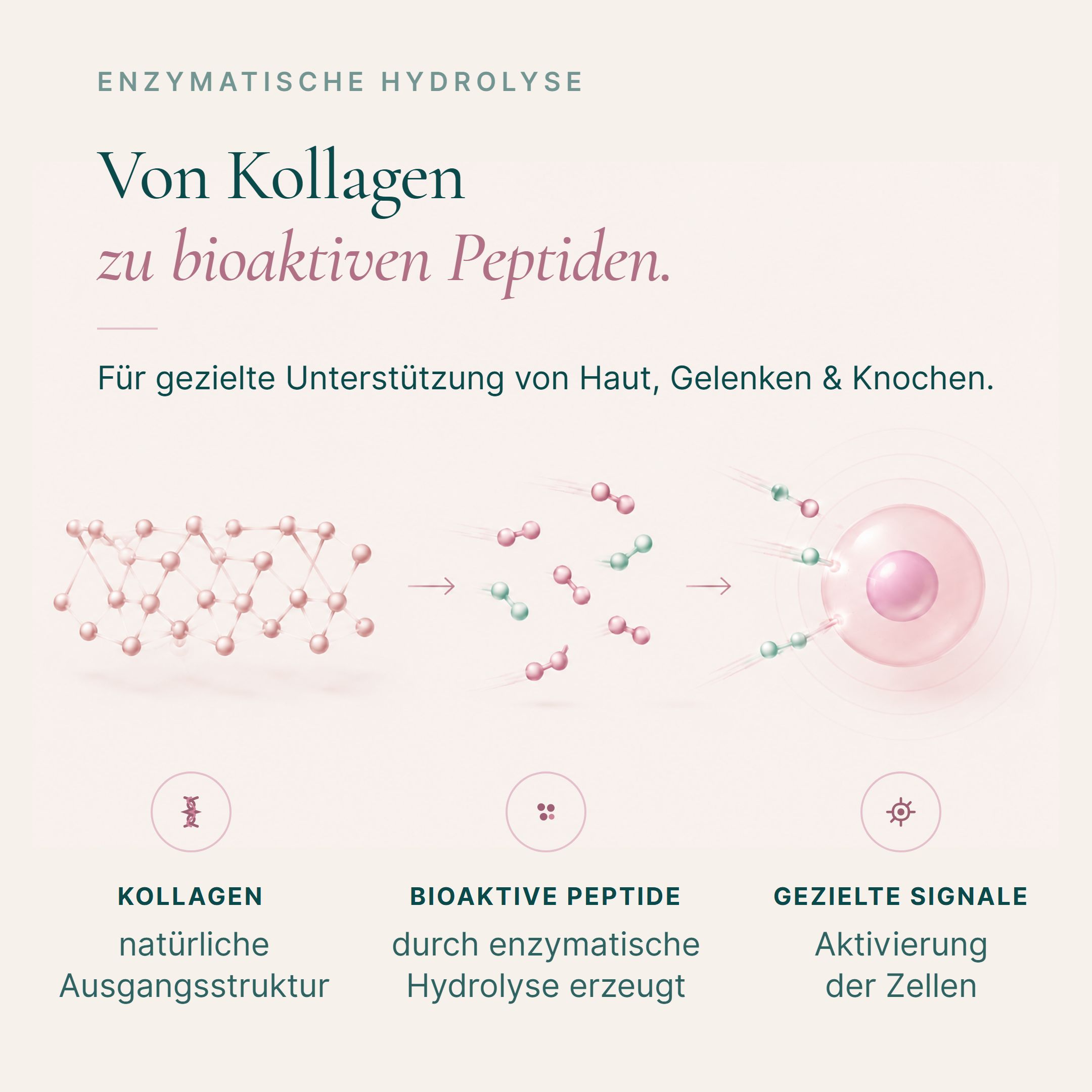 Grafik: Kollagen wird zu bioaktiven Peptiden. Für Haut, Gelenke & Knochen. Enzymatische Hydrolyse.