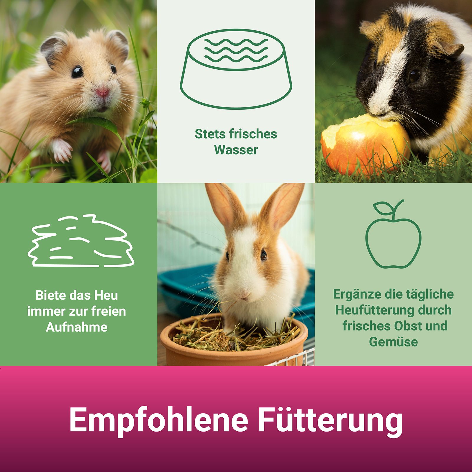 Empfohlene Fütterung. Hamster, Schale Wasser, Meerschweinchen, Heu, Kaninchen, Obst und Gemüse. Grüne Symbole.