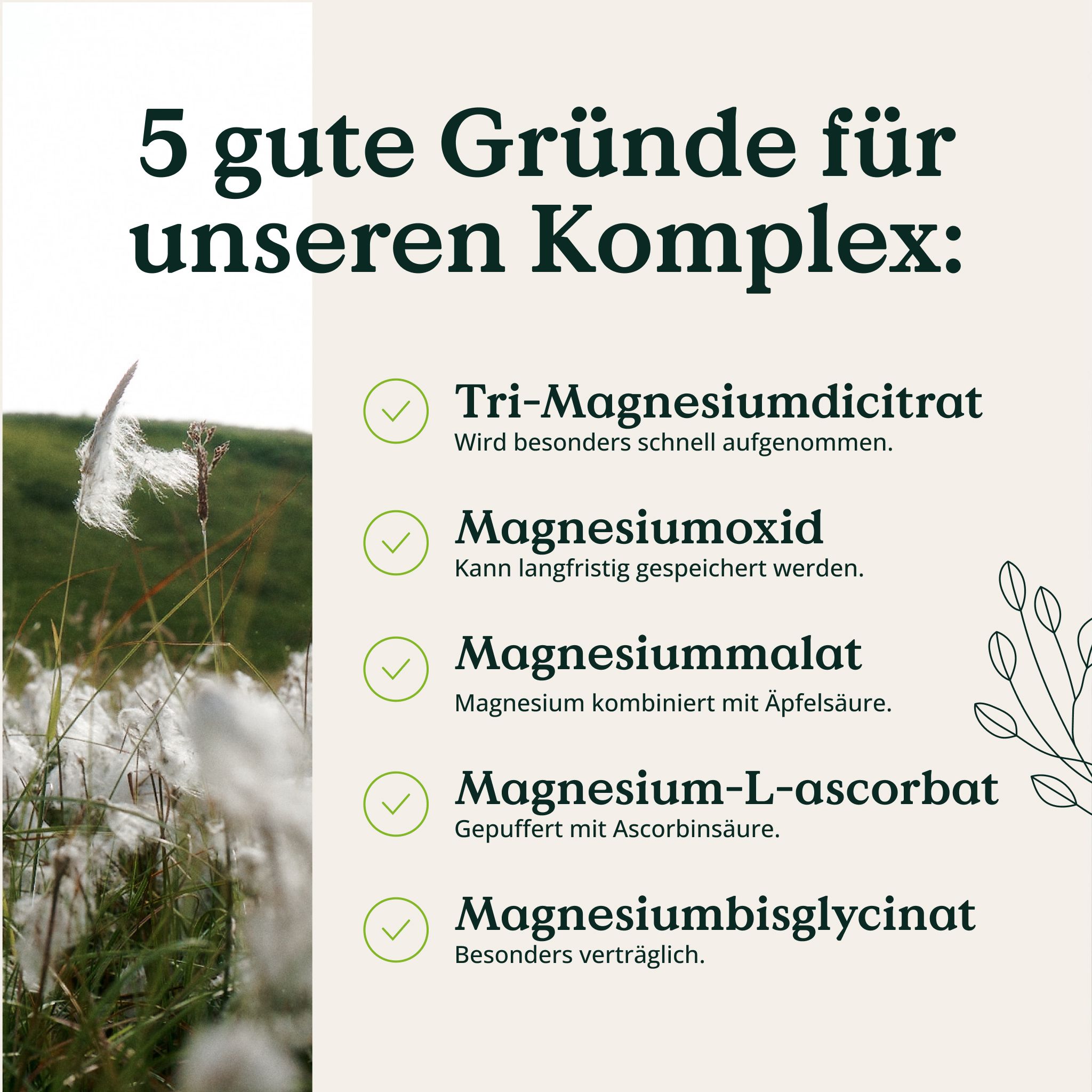 Produktliste mit 5 Magnesiumformen. Tri-Magnesiumdicitrat, Magnesiumoxid, Magnesiummalat, Magnesium-L-ascorbat, Magnesiumbisglycinat.