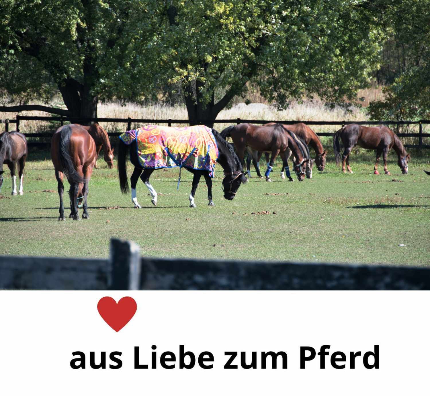 Pferde auf einer Weide, einige tragen Decken. Grünfläche, Bäume im Hintergrund. Text: aus Liebe zum Pferd.
